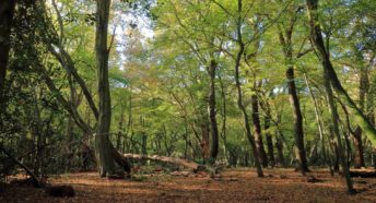 Trees in autumn in Epping Forest
