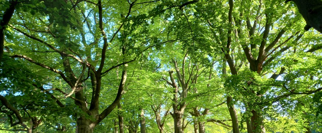 Inside a lush woodland