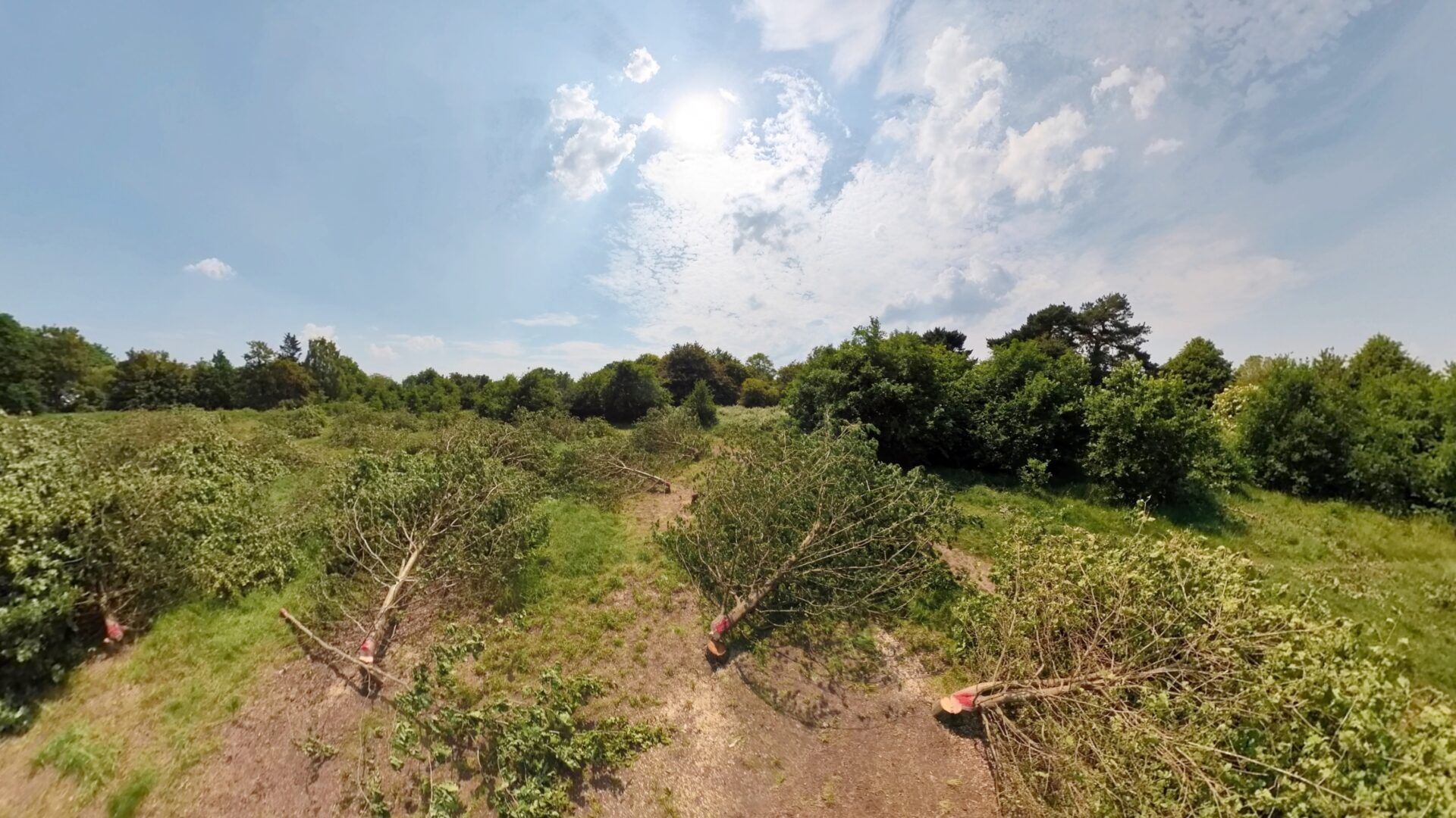 Call for better future for Bromley tree massacre site CPRE London