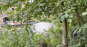 Trees fringing Regents Canal