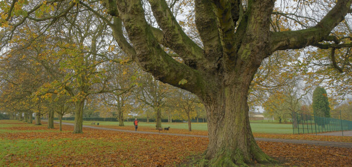 Trees in Bexley Park