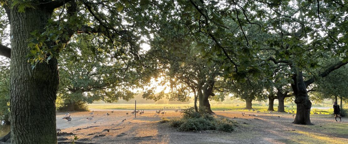 Misty trees with geese