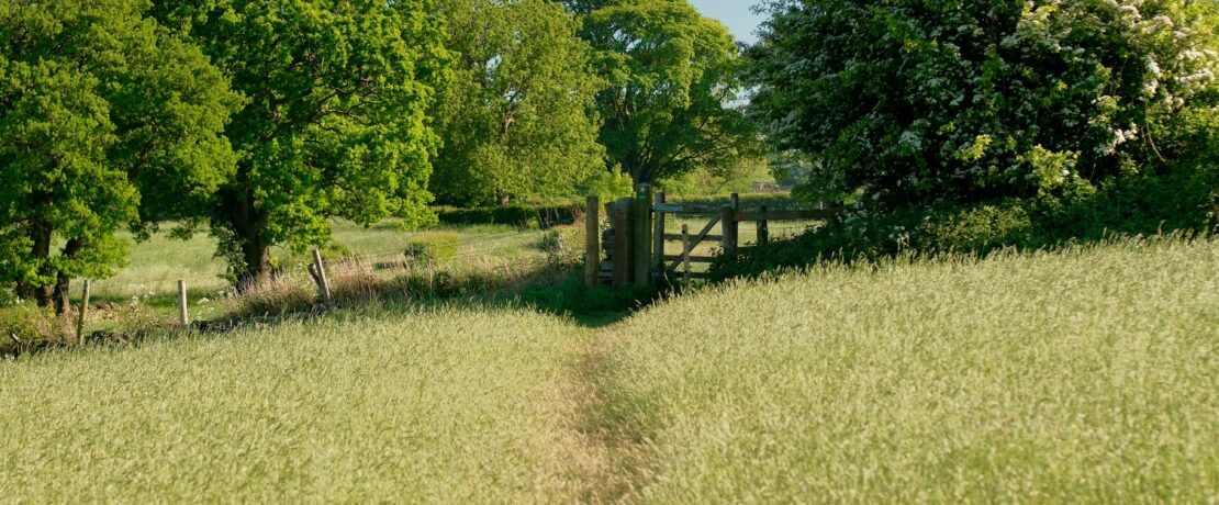 A path leading to trees underneath a blue sky