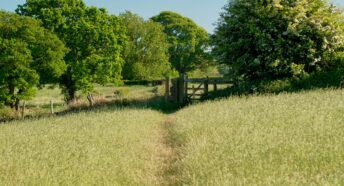 A path leading to trees underneath a blue sky