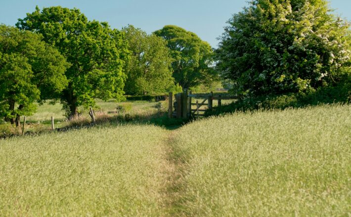 A path leading to trees underneath a blue sky
