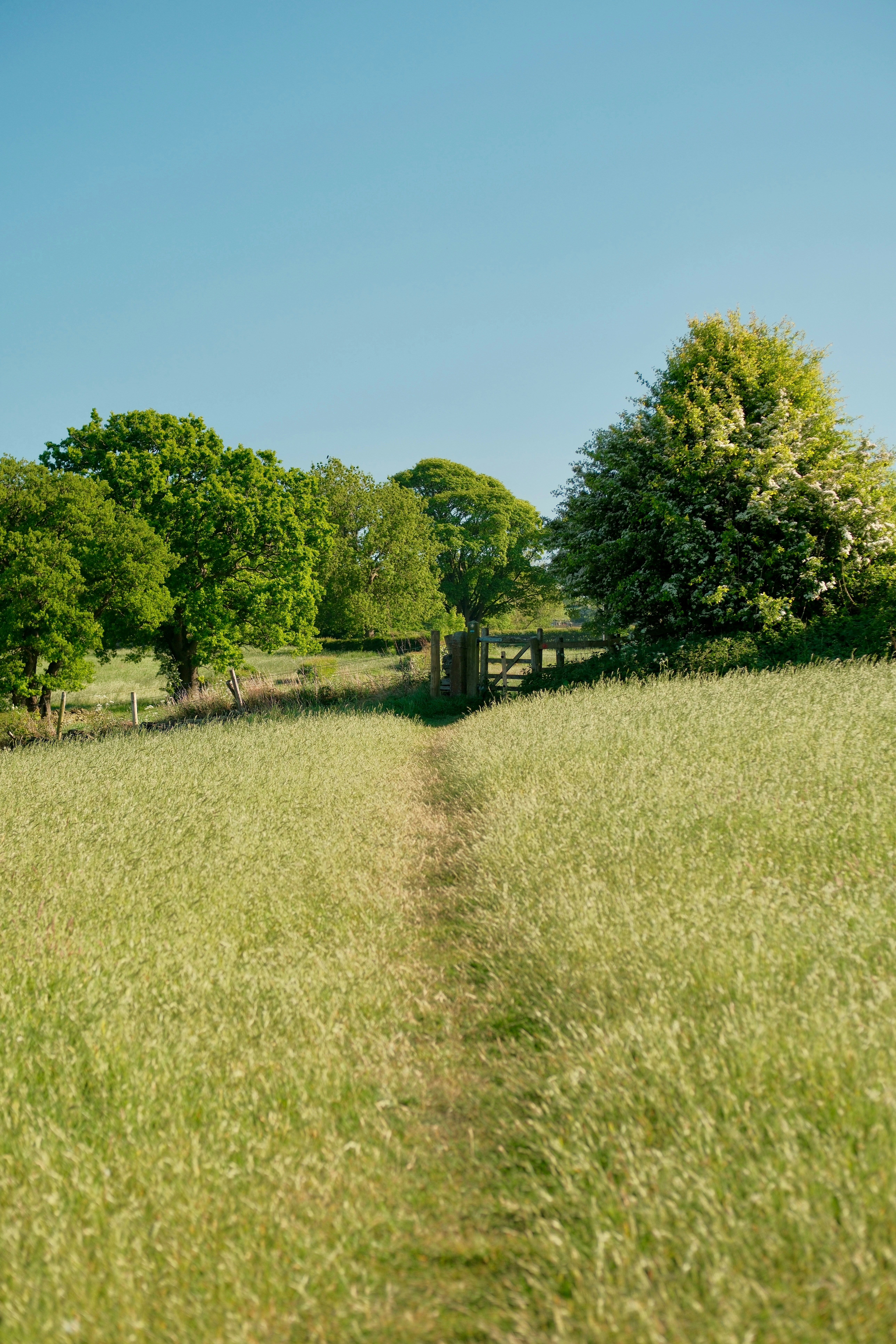 A path leading to trees underneath a blue sky