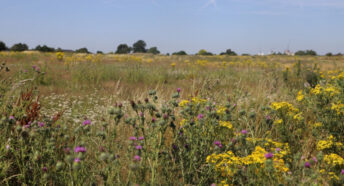 Warren Farm Nature Reserve