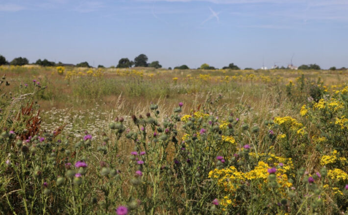 Warren Farm Nature Reserve