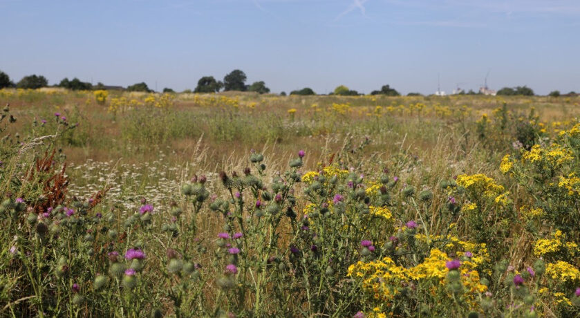 Warren Farm Nature Reserve