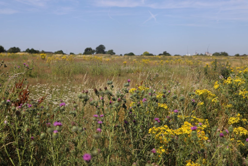 Warren Farm Nature Reserve