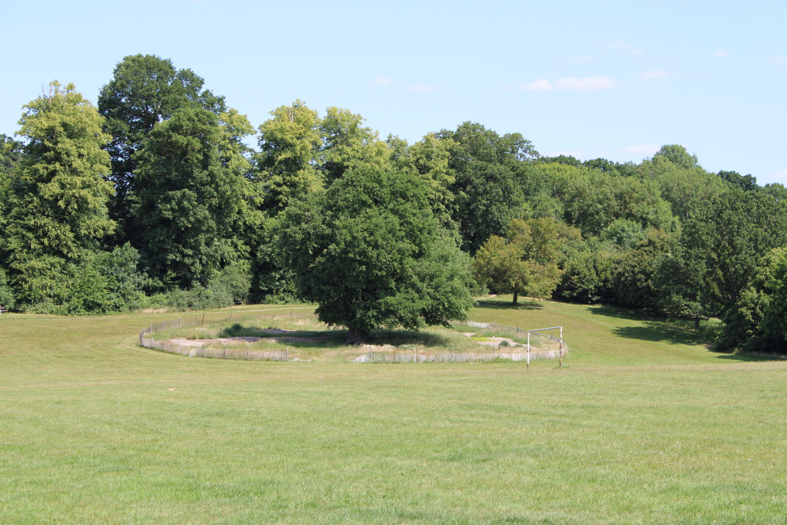 Lloyd Park playing field oak